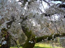 Cherry Blossom Tree at UW Arboretum Photo by Kathryn V. White