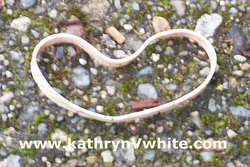 Rubber Band Heart Photo by Kathryn V. White