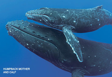 Humpback Whales photo from NRDC
