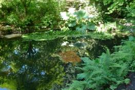 Pond at UW Arboretum--photo by Kathryn V. White