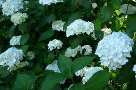 White Common Hydrangeas--Photo by Kathryn V. White