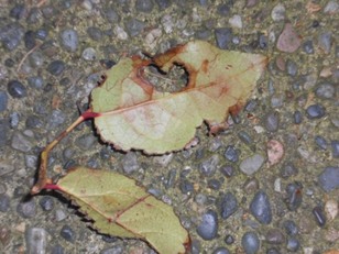 Heart In Leaf Photo by Kathryn V. White